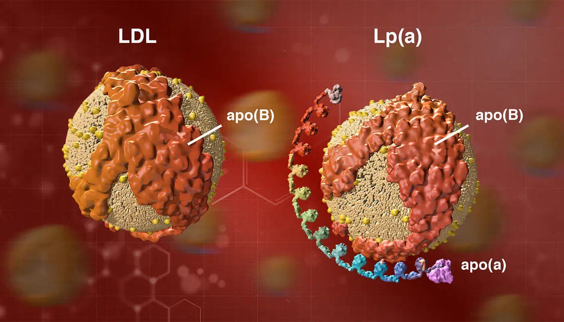Lipoprotein(a) – Lp(a)
