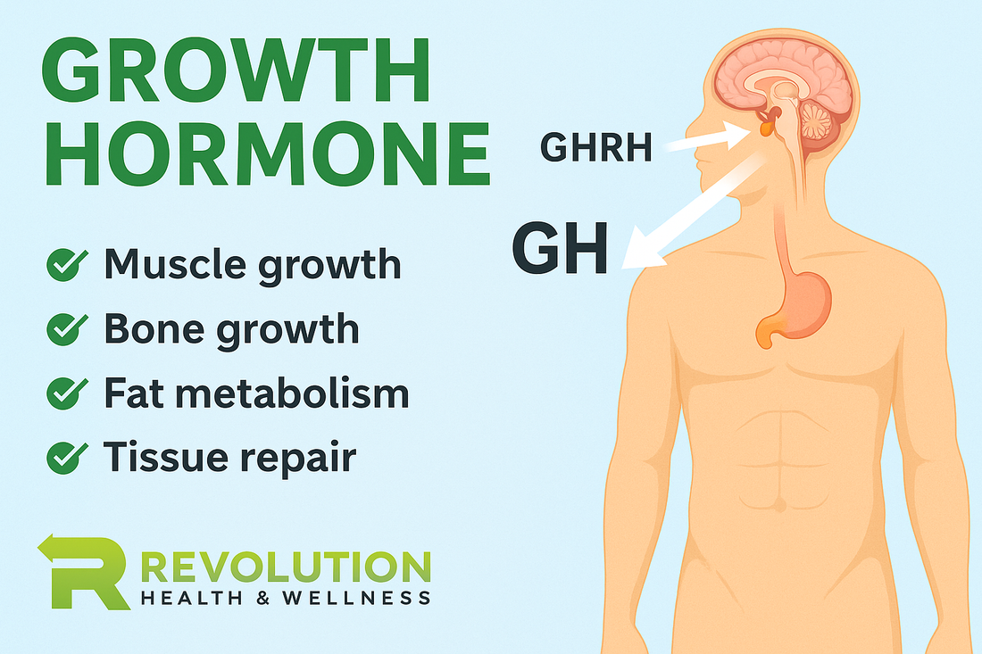 Growth Hormone Explained: Actions, Regulation, and Peptide-Based Optimization