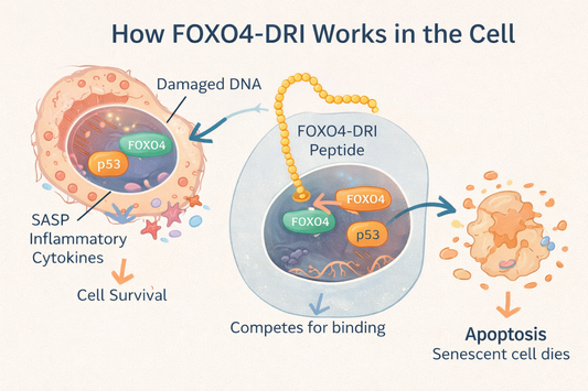 FOXO4-DRI: A Deep Dive Into the Senolytic Peptide Rebooting Cellular Ageing