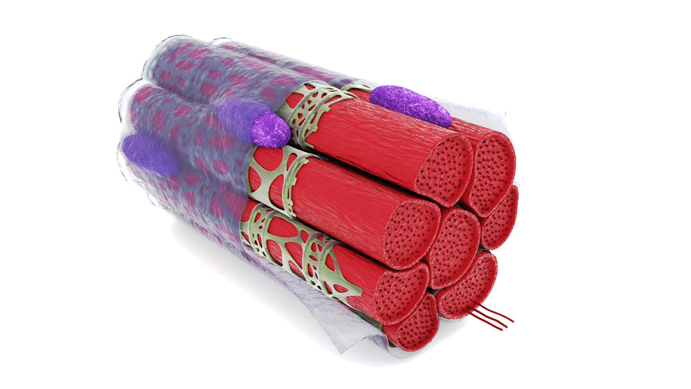 MGF Peptide Therapy: Build Muscle and Recover Faster After Workouts