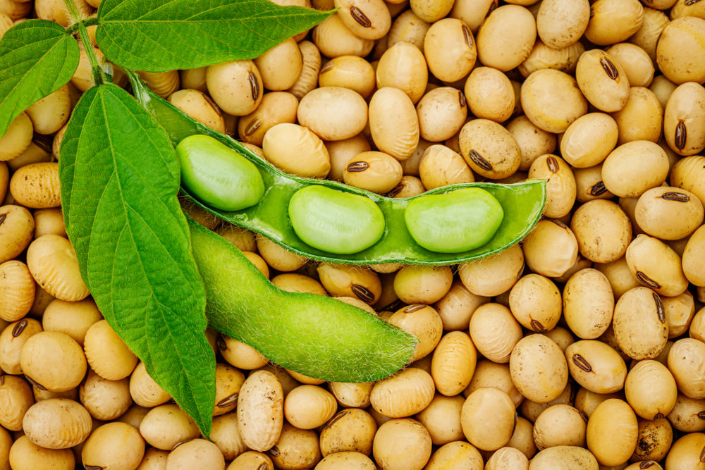 Soy Zoomer Test: Detect Hidden Soy Sensitivities and Heal Inflammation