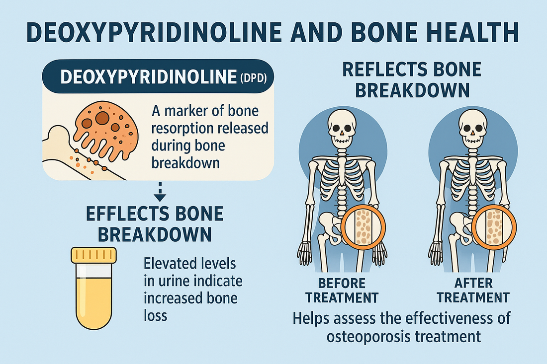 Deoxypyridinoline and Bone Health: What This Marker Reveals About Your Skeleton
