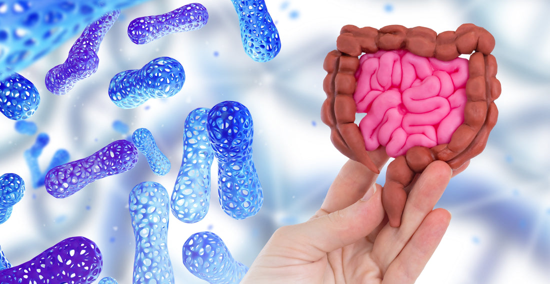 How to Re-Establish a Healthy Gut Microbiome: Functional Medicine Guide