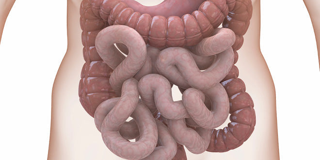 How to Repair Intestinal Mucosal Integrity: Functional Medicine Strategies