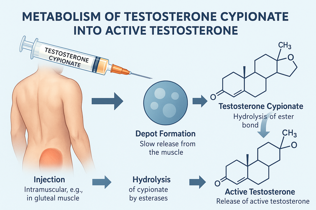 How Testosterone Cypionate is Metabolized into Active Testosterone