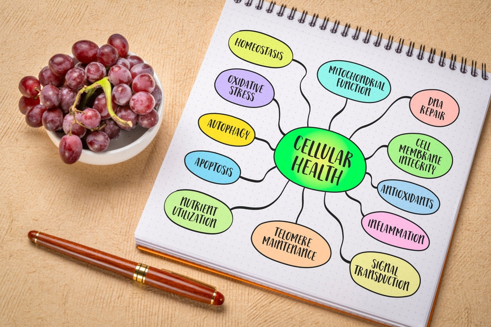 Organic Acids Test: Comprehensive Metabolic Health Insights